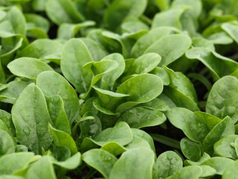 Unlock Exclusive SpinMacho Casino Games and Rewards Worldwide