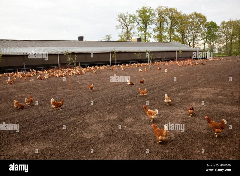 Ontdek het Legende van de Kip en Win Grote Prijzen Met Chicken Road Spel, chicken road casino